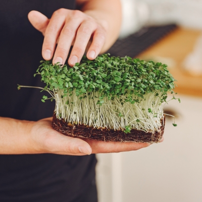 Microgreens Image